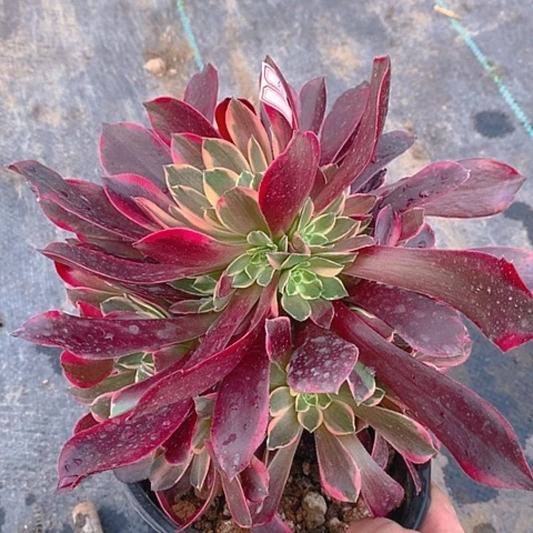 653金丝多肉植物