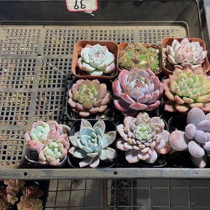 66号筐带盆土发货