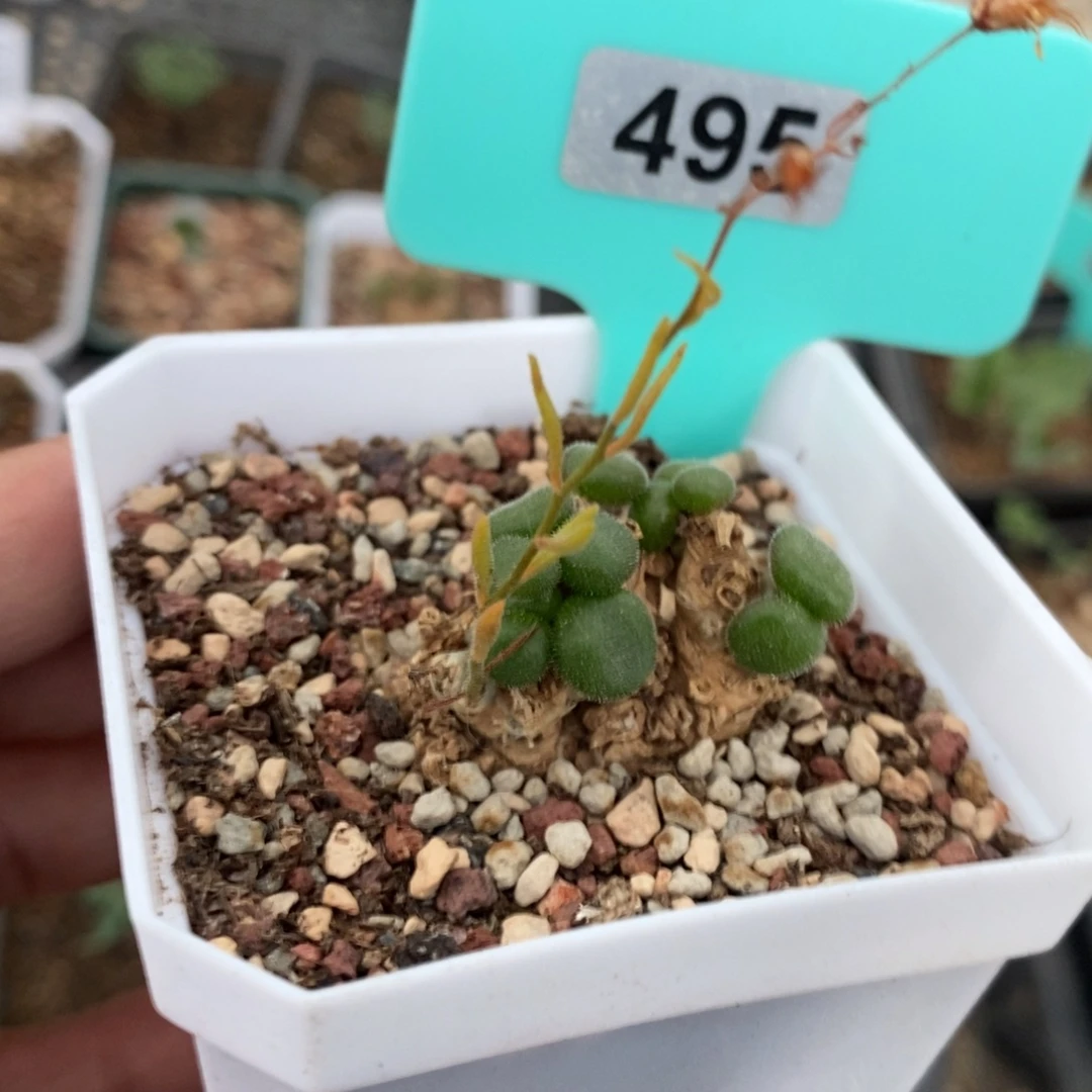 石膏奇峰景多肉植物