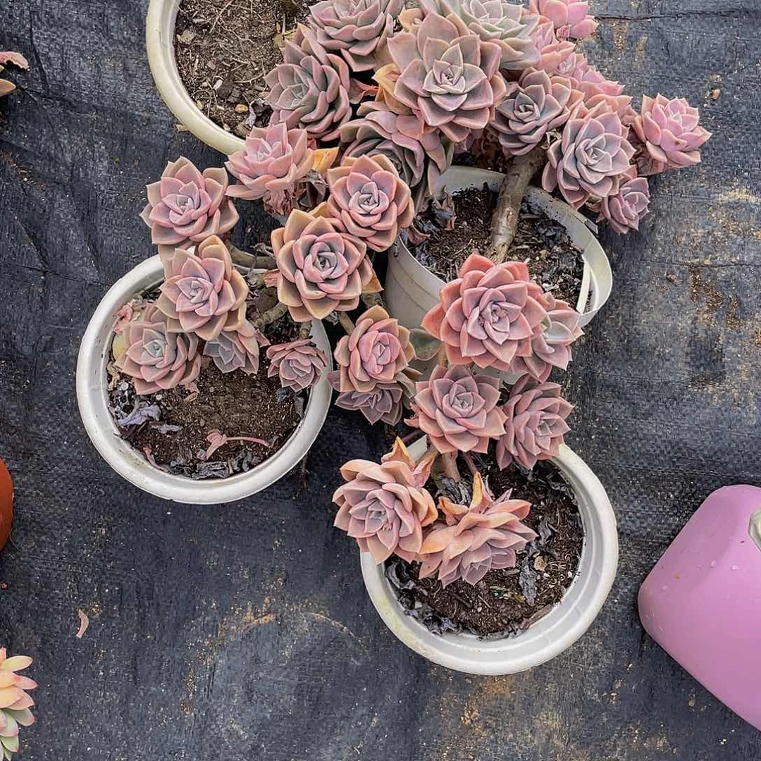 淇*哈利沃森多肉植物3颗