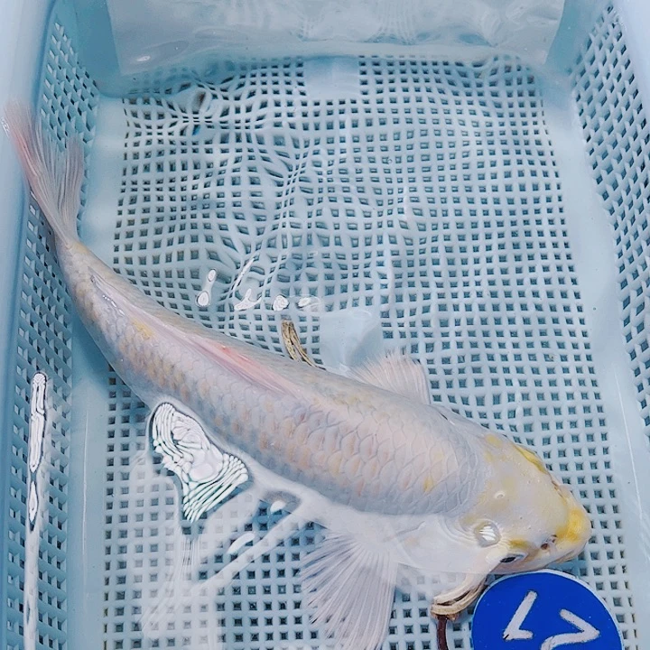 海水鱼锦鲤观赏鱼21