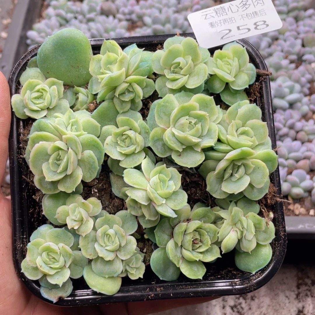 云糖心多肉植物258