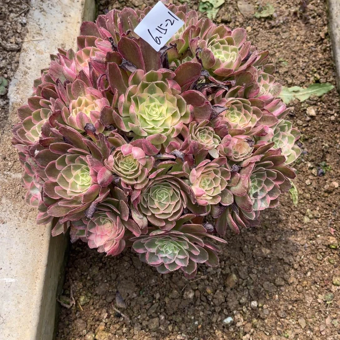 e***n6-15-21西施法师锦寄养