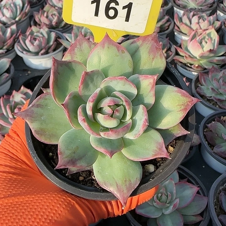 161 惊鸿仙子多肉植物6-9cm