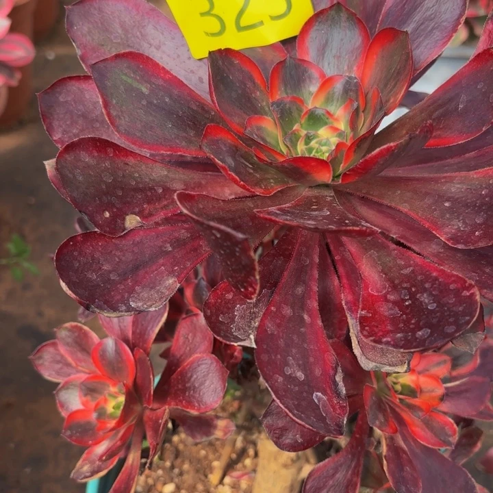 哈哈多肉葡萄福利323