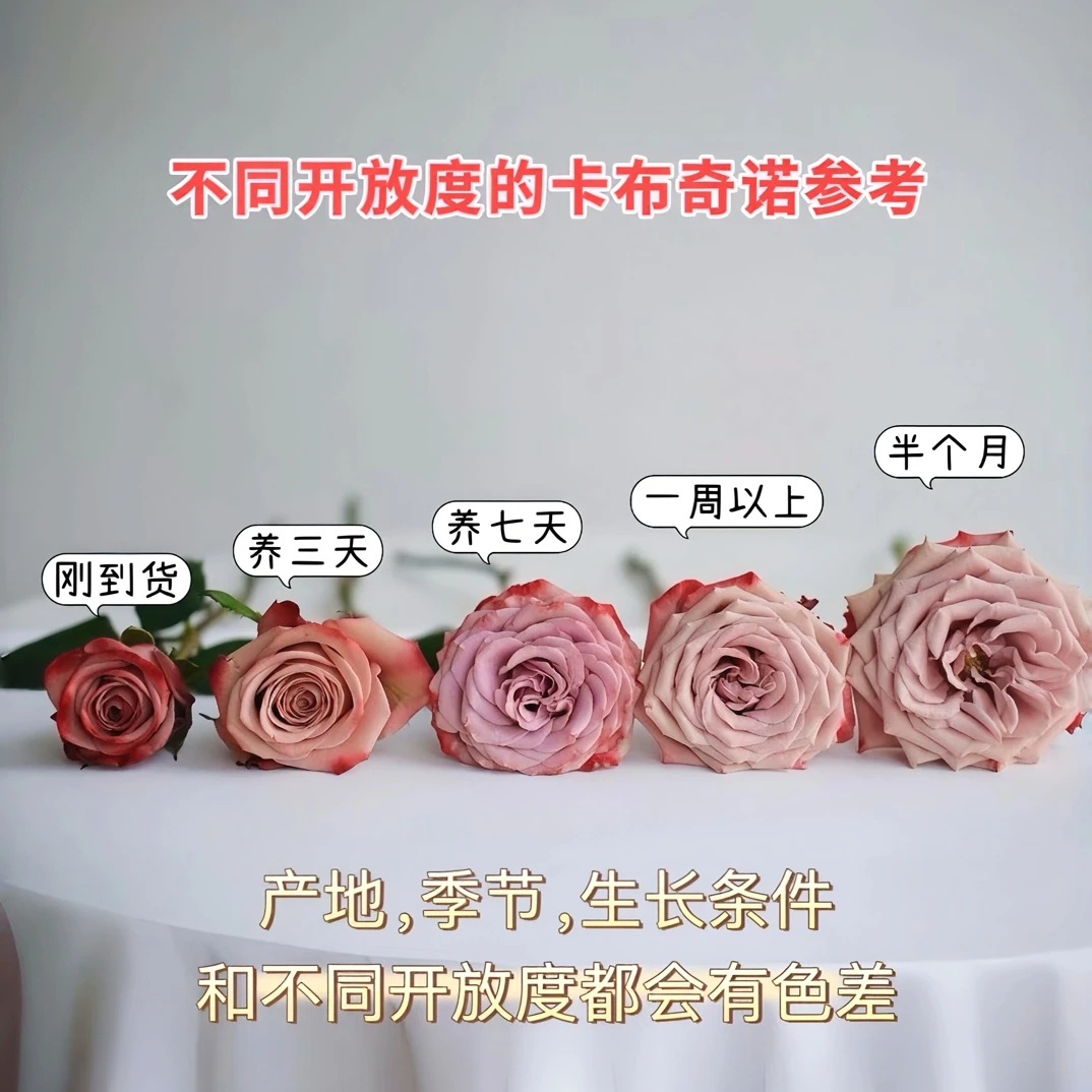 卡布奇诺玫瑰是温柔的爱15支1单包邮同城配送