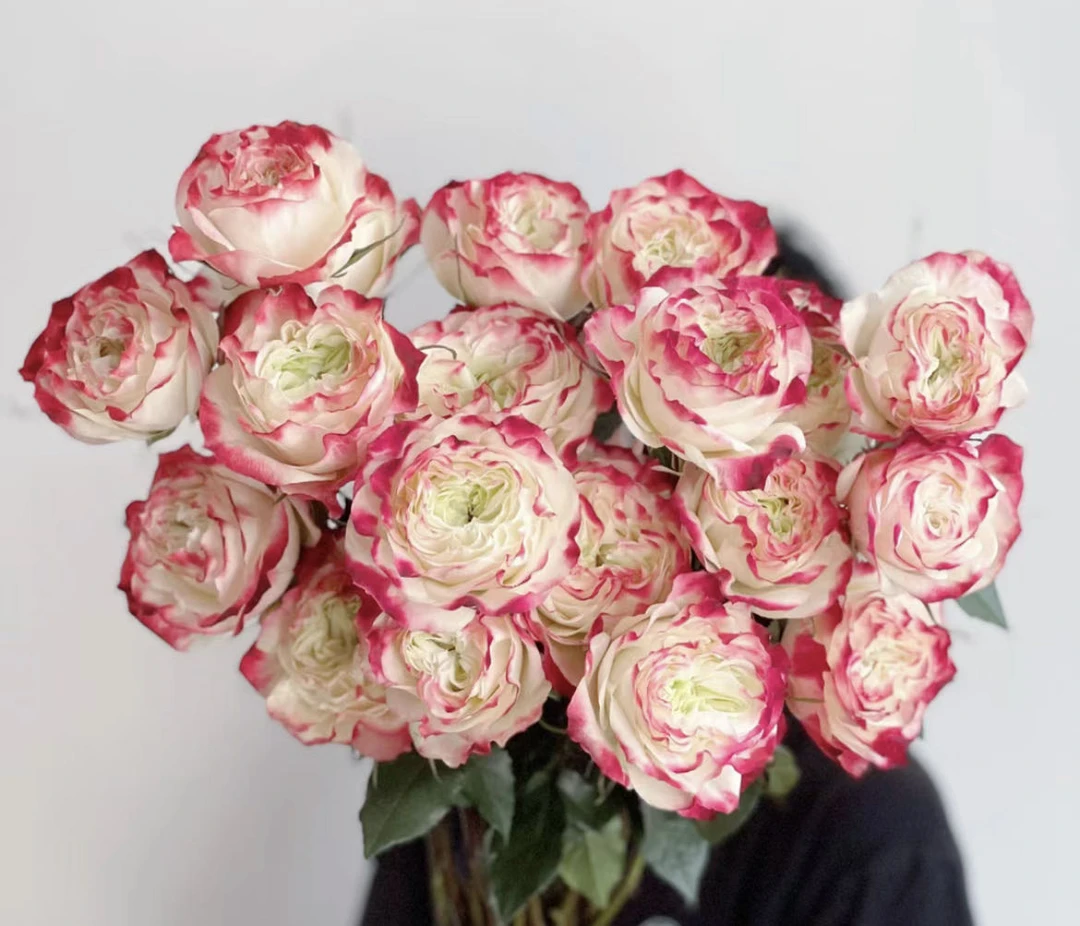 【苹果杰克 20支】鲜花任意满2单发顺丰或德邦 云南鲜花