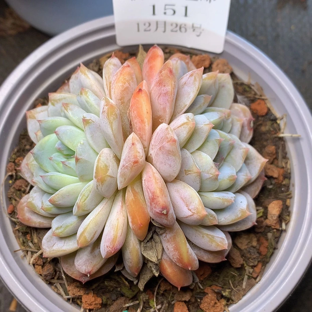 【闪购商品】云151月冰魄八厘米