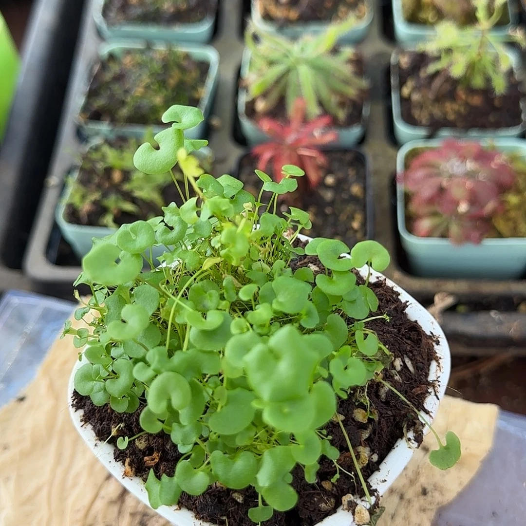 完全开放大肾叶交荷叶