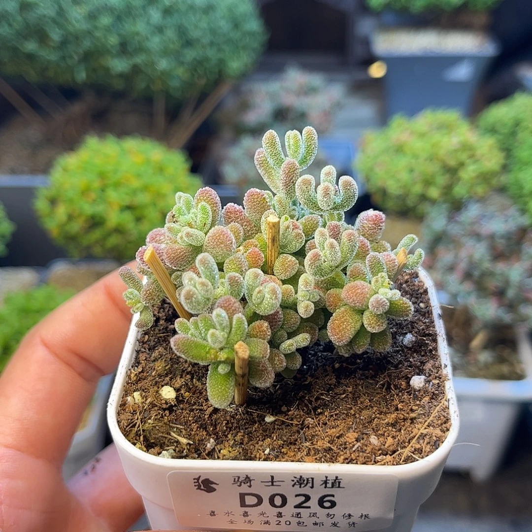 026优选冰晶枝干番杏