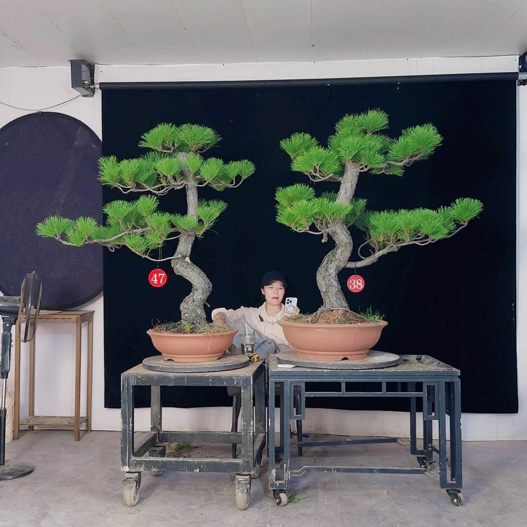 H***生无花朵黑松盆景直播间