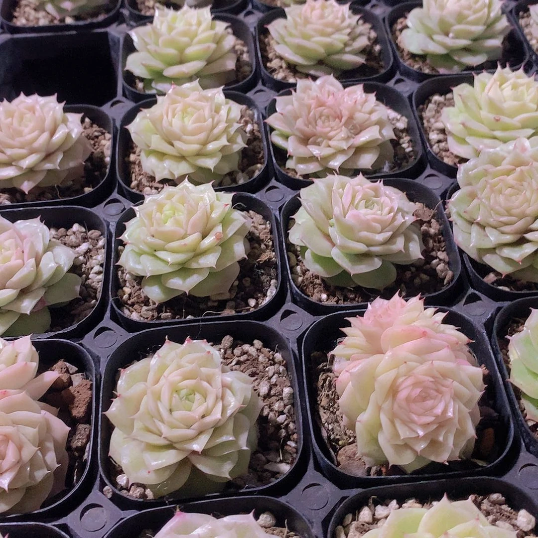 月影虾饺2456778899990000