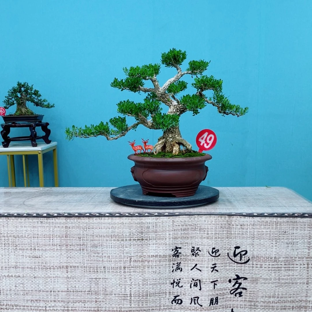 以实际为准精品黄杨老桩