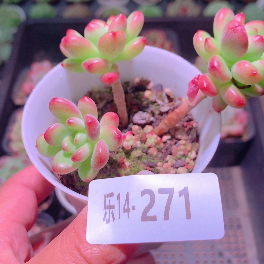 乐然14-271 香格里拉