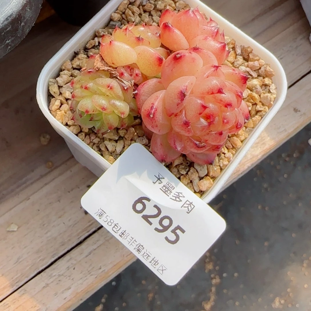 望春风，6295多肉植物
