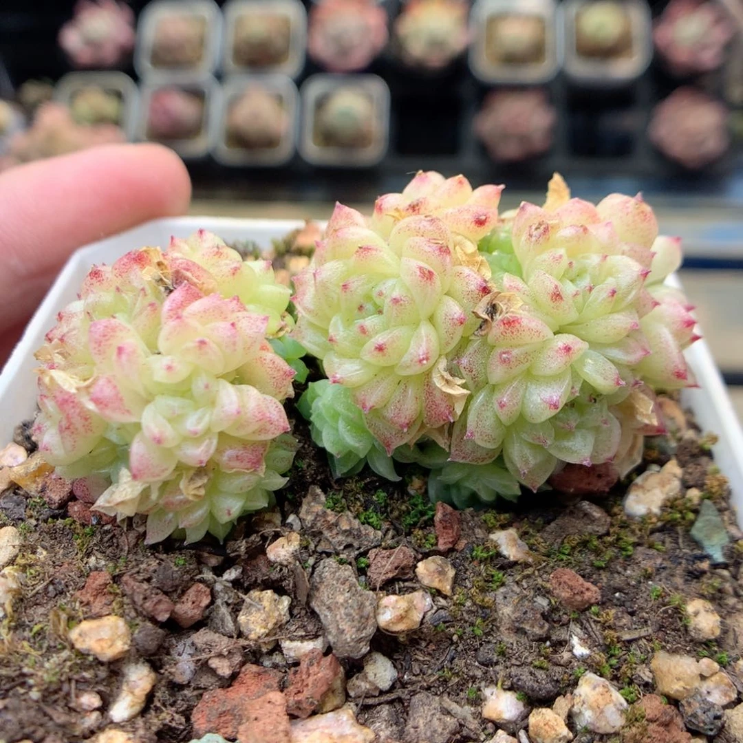 E78两群，20包邮两天凑单偏远不发货