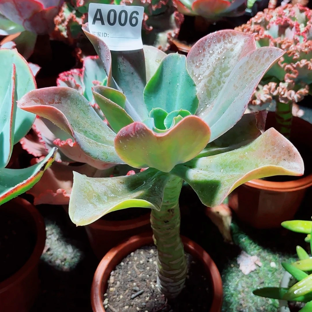 全部花朵用****8海洋之星多肉6号