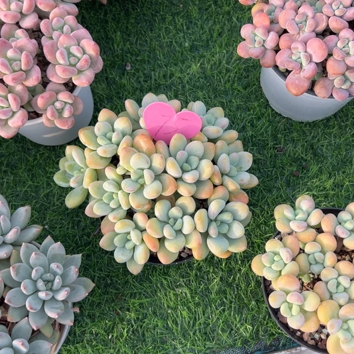 今***儿多肉植物一物一拍