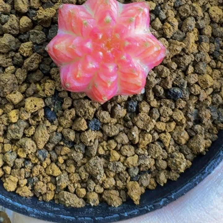 白臀粉皇室0000000000608
