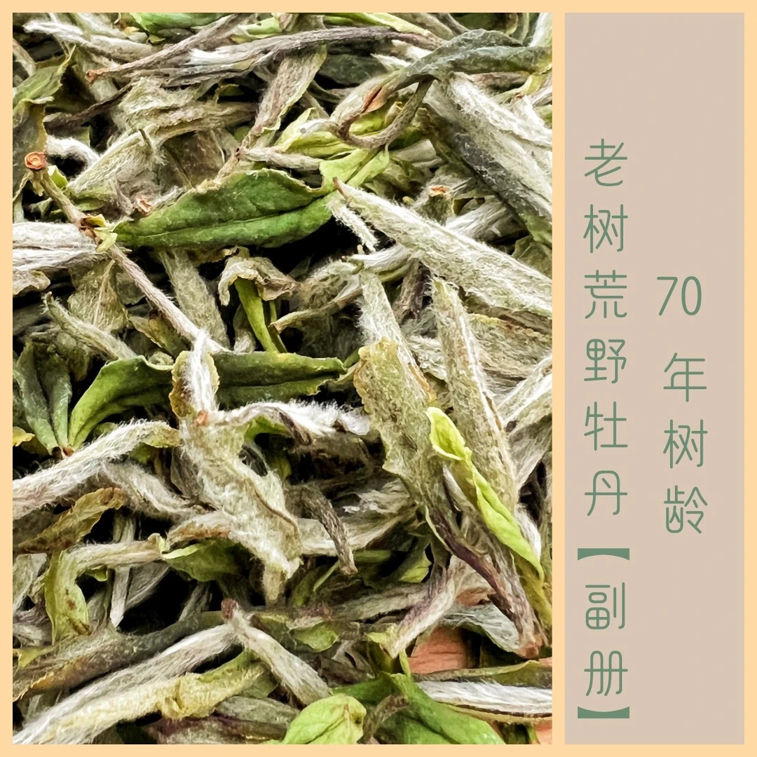 【2025】老树荒野牡丹【副册】福鼎纯日晒白茶｜毫香花香百花香