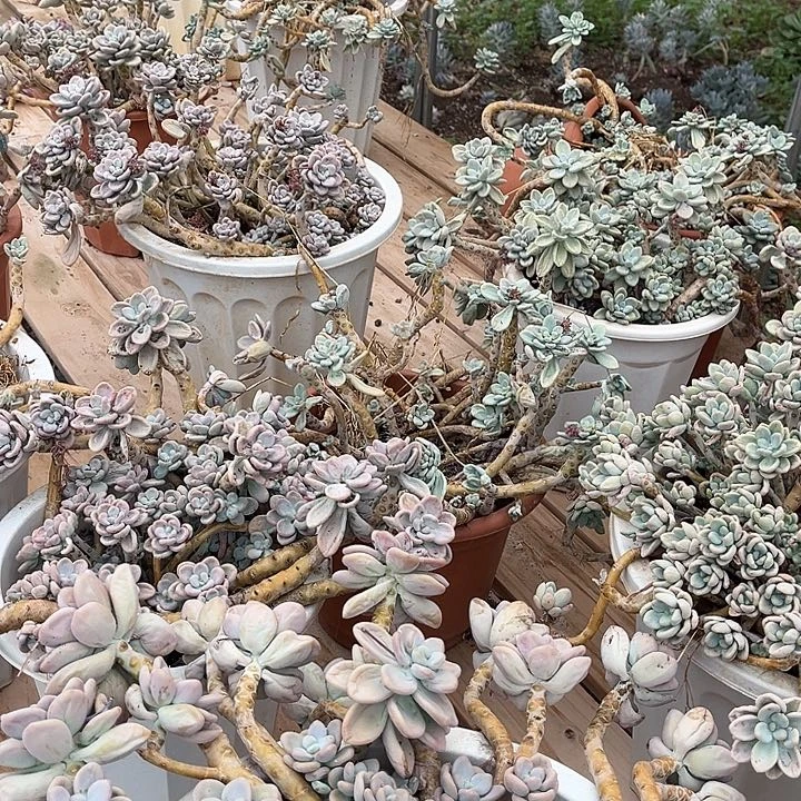 ᴛ***ı洛神一堆228多肉植物