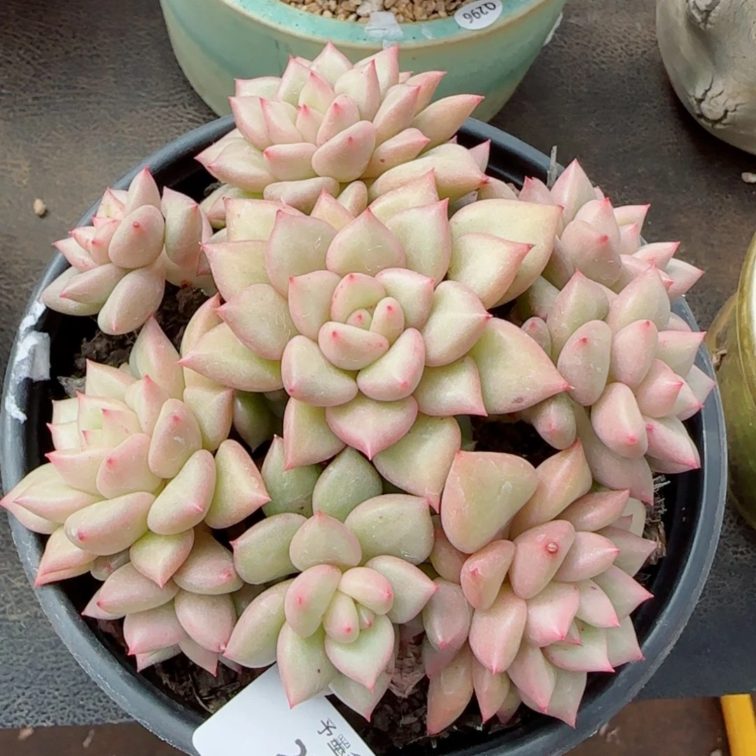 黄金象牙，2765多肉植物