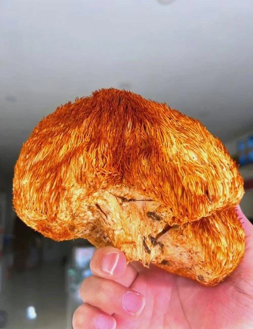 原生态深山猴头菇猴头菌野猴头菇野生猴头菇野生