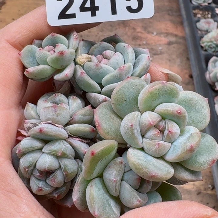 多肉植物多肉植物