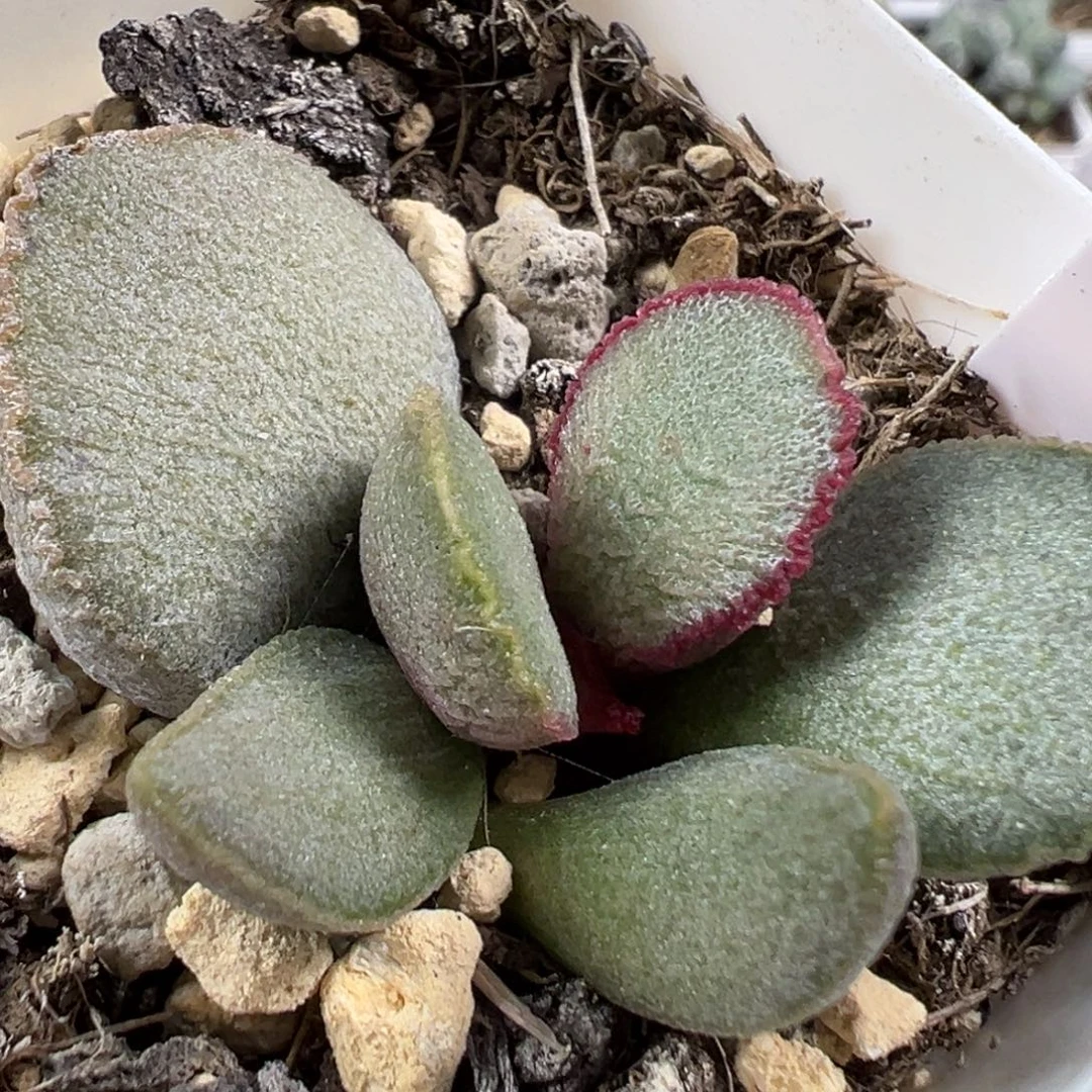 w900号磨砂蛋多肉植物水泡