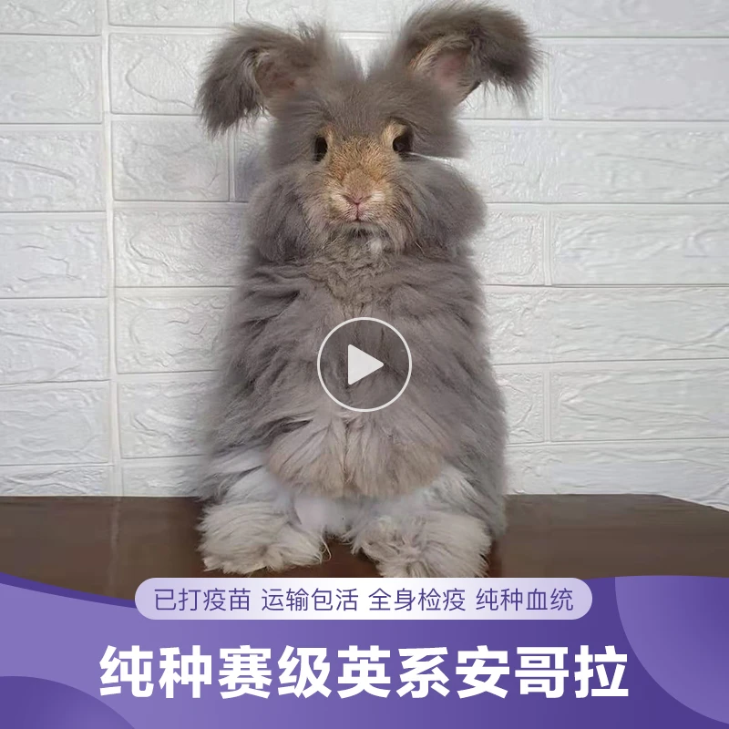 英系安哥拉英系兔幼兔宠物活体长毛巨型熊脸爆毛健康好养