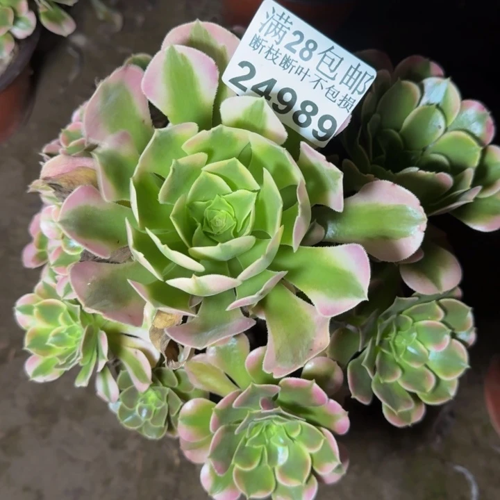 24989南香妃多肉植物
