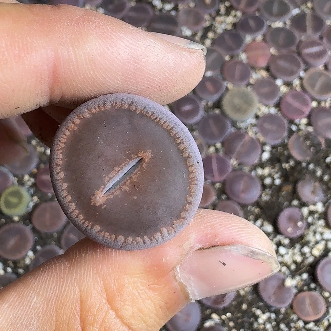 甜***圈890 哈哈哈哈哈哈哈哈哈