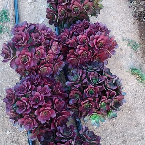 3.14-21魅金多肉植物量