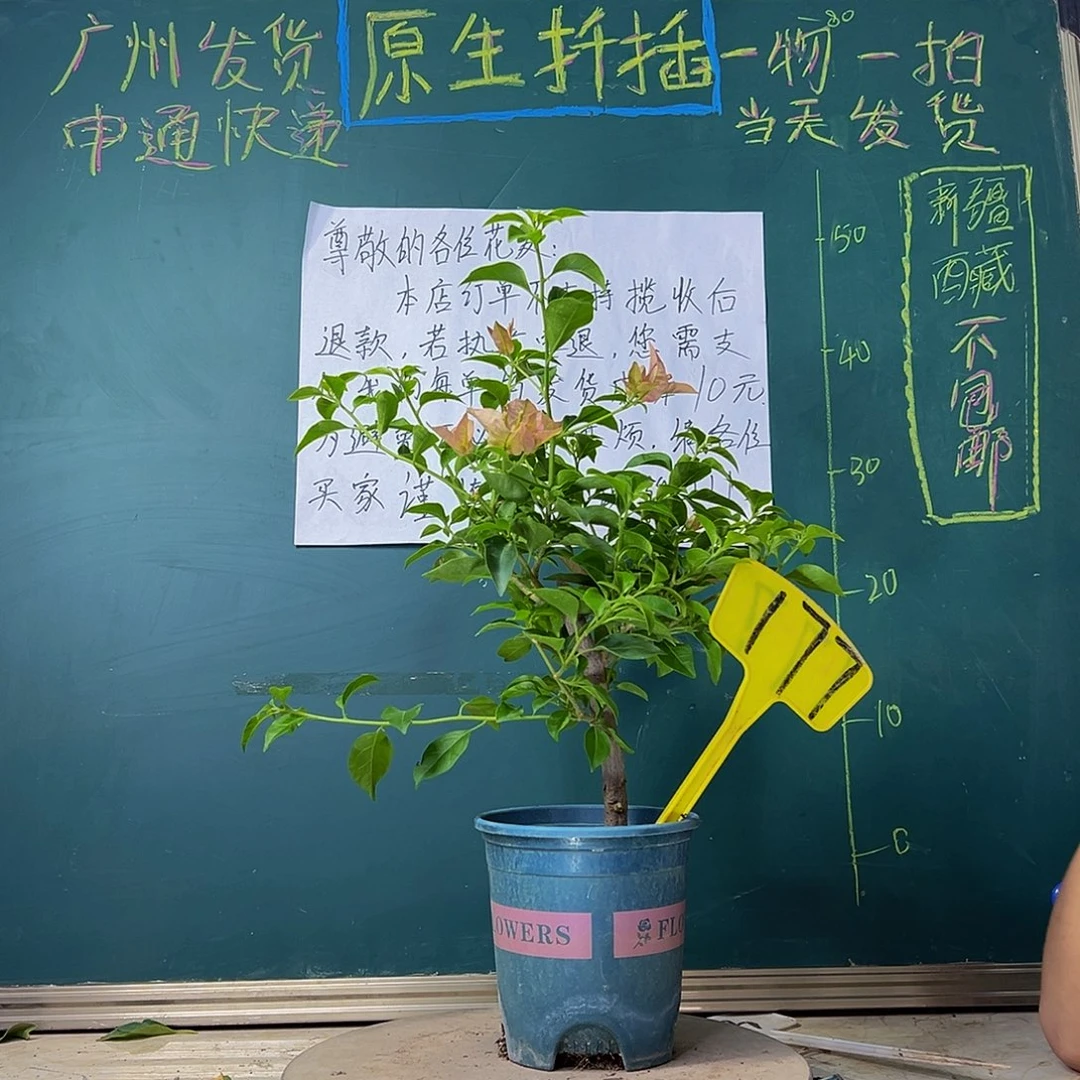 当前无花栽培后可以开花卡亚塔177