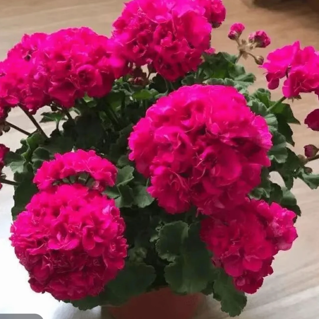 樱桃仙子矮壮天竺葵