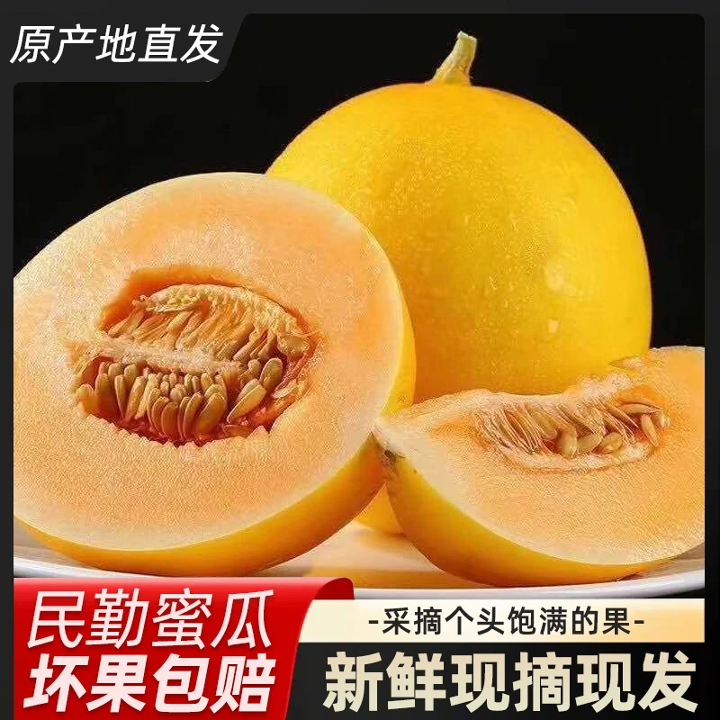 【现采现发-产地直发】正宗甘肃民勤蜜瓜香甜多汁新鲜当季水果