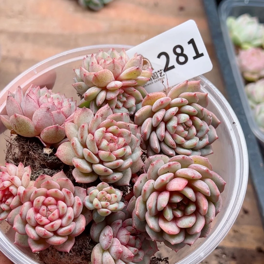 多肉植物多肉植物