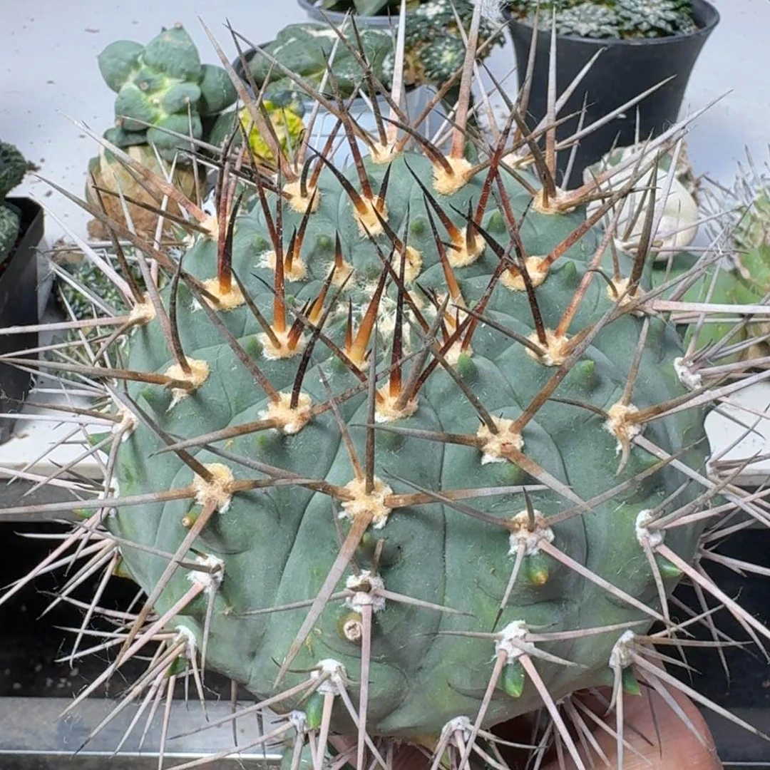 【闪购商品】无花朵巨大超刺天平