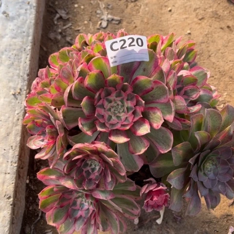 多肉植物桃花坞捧花