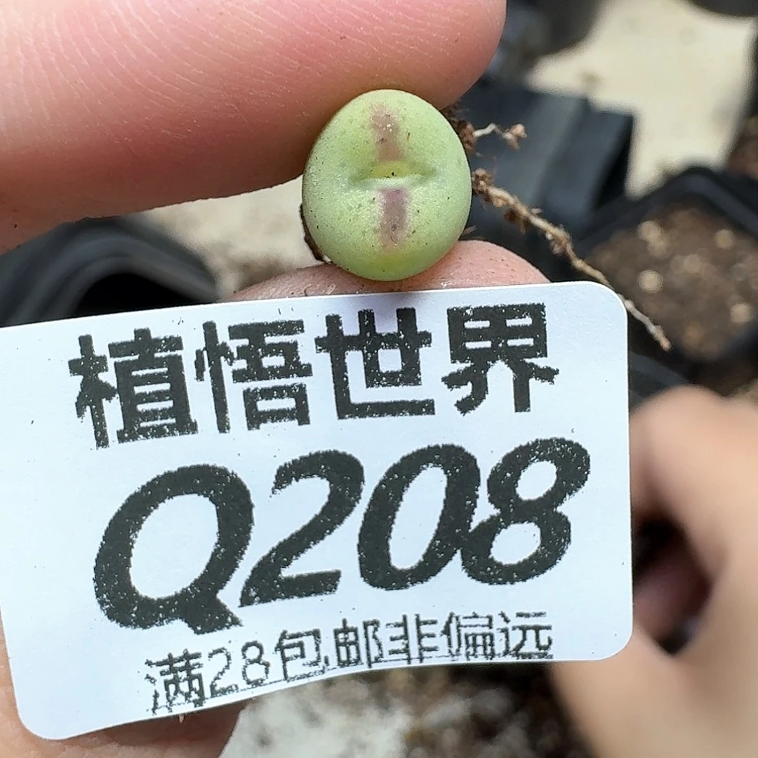 多肉植物的润泽付出