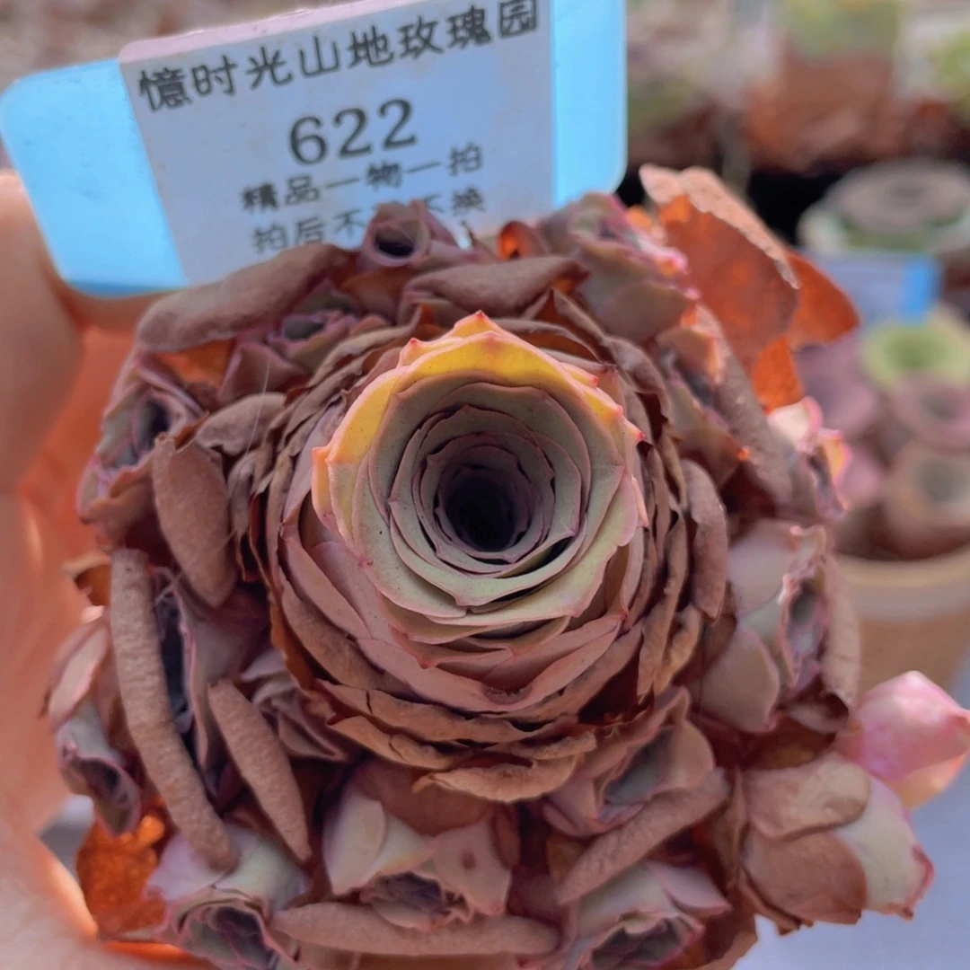 山地玫瑰622裸根发货不售后