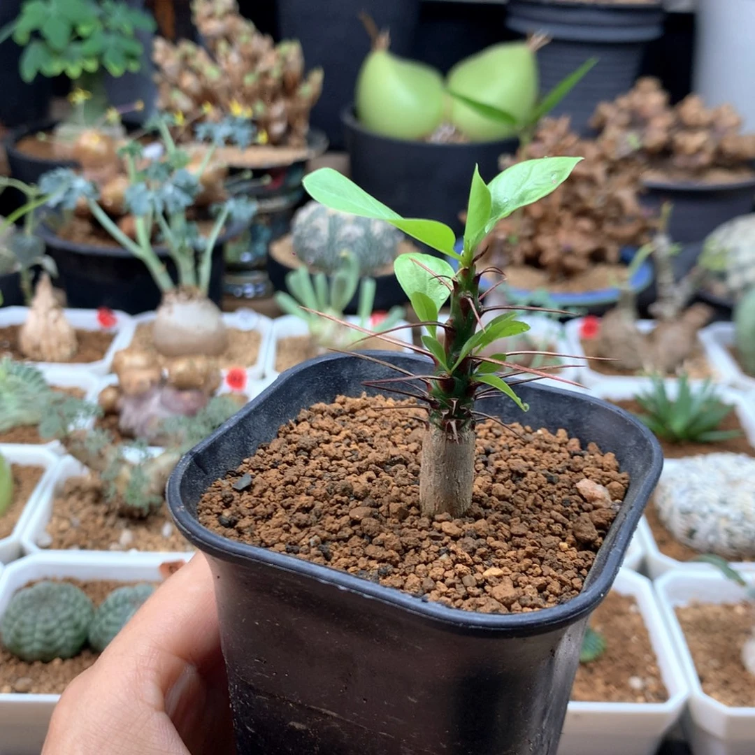 簇生富贵花带盆实生