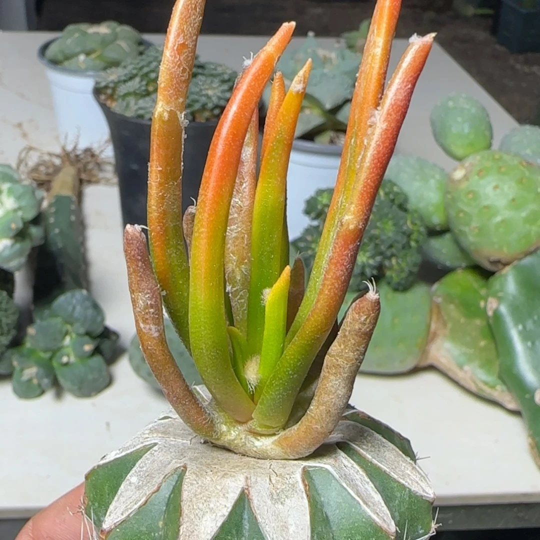 无花朵龙蛇兰锦有段叶