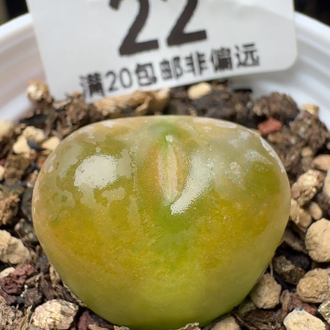 带盆土。