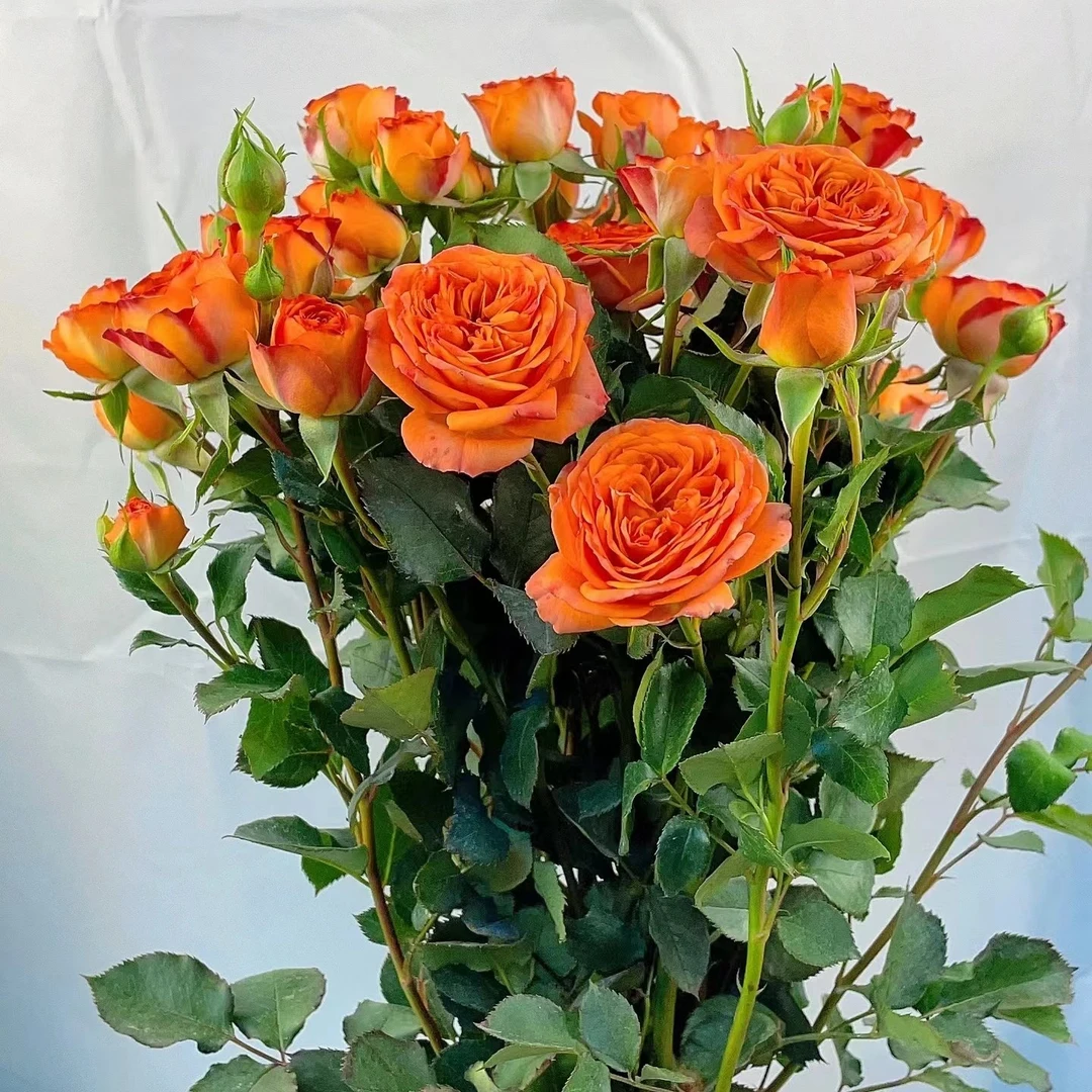 TS基地多头玫瑰泡泡花店货源对接新鲜高性价比顺丰冷链或德邦空运