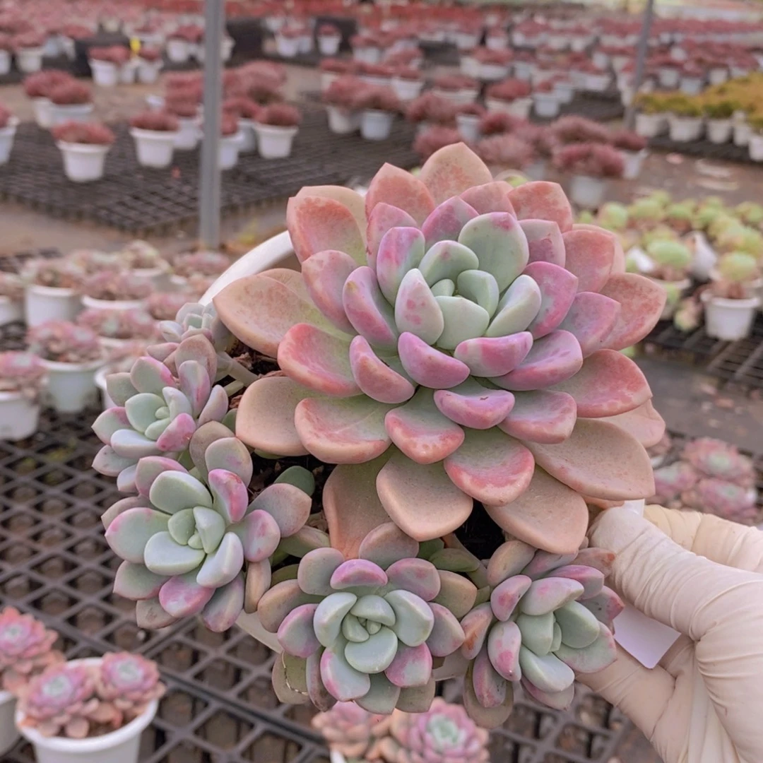 6183花斑露一物一拍