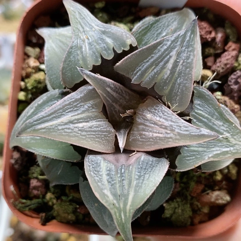 【闪购商品】62芭提雅泉水