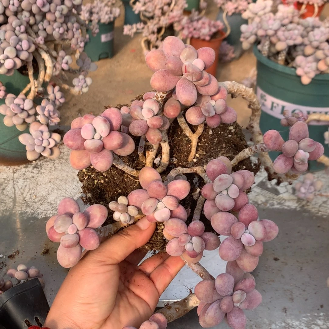 有瑕疵福利不带盆35号