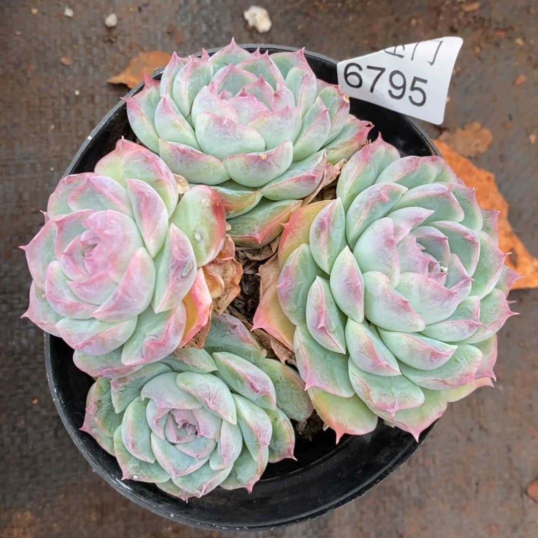 红***语杂交精品多肉6795~12厘米