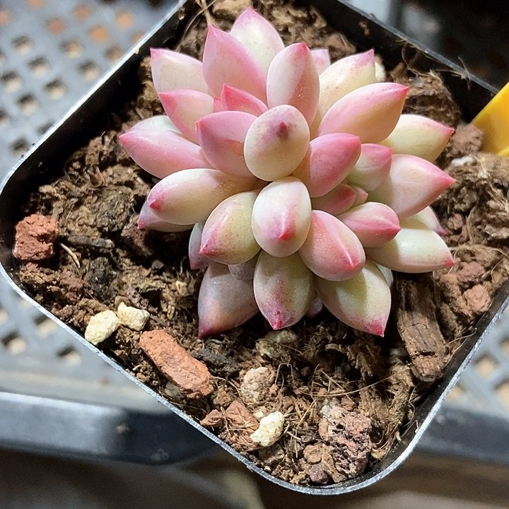 多肉植物虞美人6131